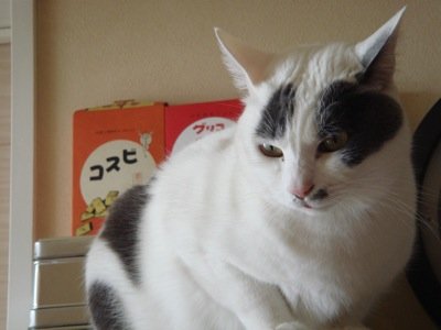 photo