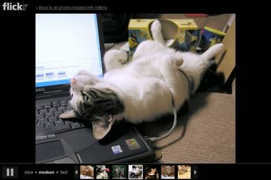 Flickr