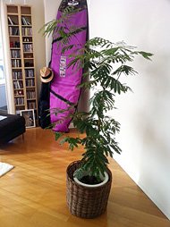 自宅のねむの木