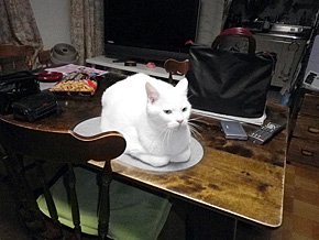 ご実家の猫