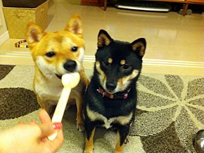 1年半前から飼っている愛犬