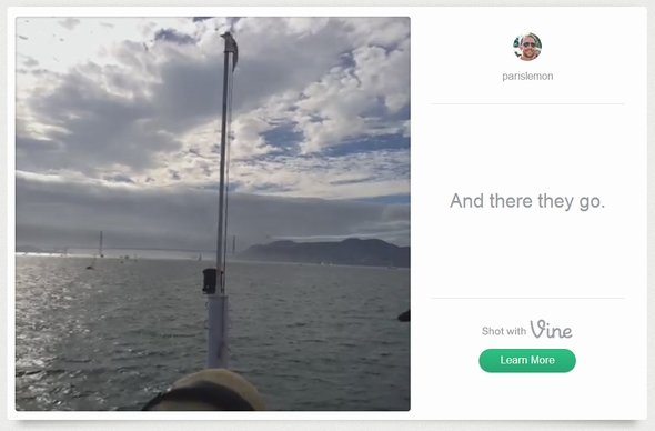  vine