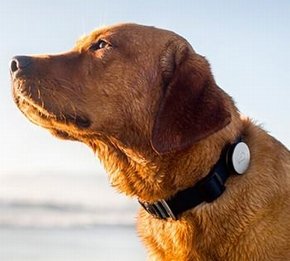  dog 1