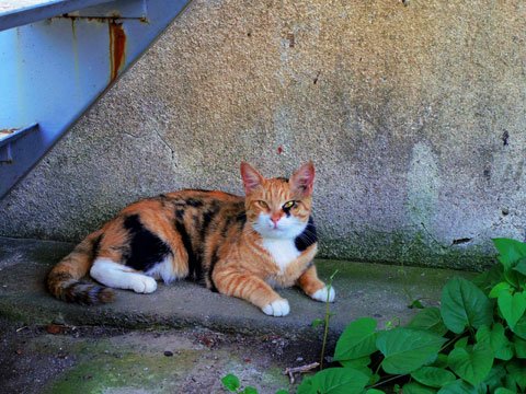 photo