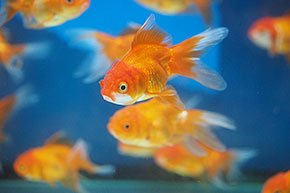 金魚坂