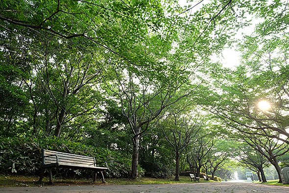 公園写真