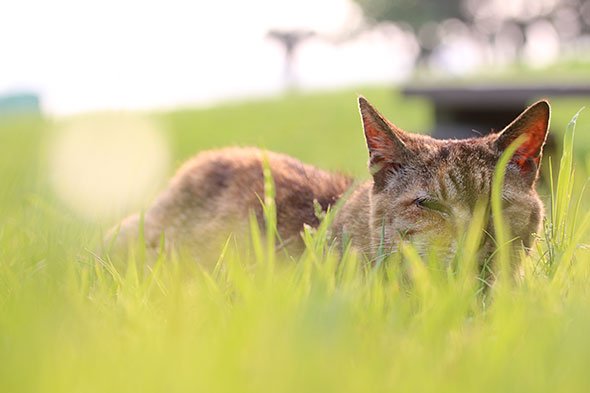 90ミリ 猫