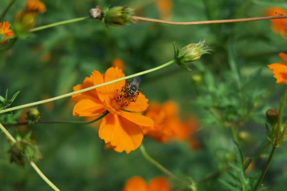 PowerShot G7 X