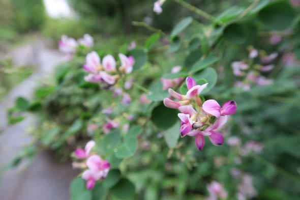 PowerShot G7 X