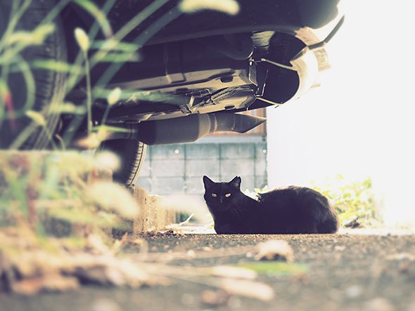 OM-D E-M1 Ver.2.0