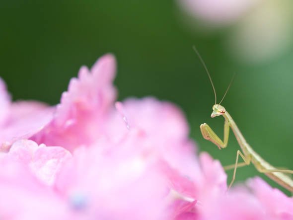 カマキリ