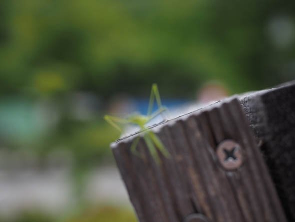 カマキリ