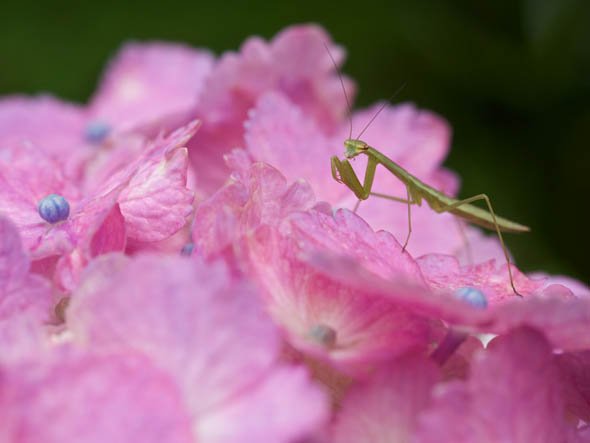 カマキリ