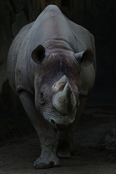 EOS 7D Mark II