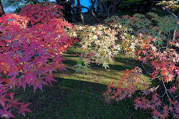 紅葉