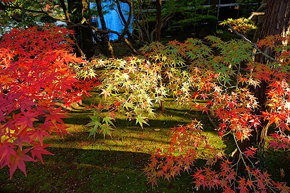 紅葉