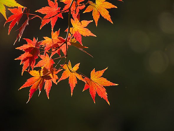 紅葉