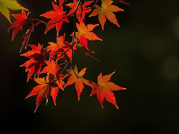 紅葉