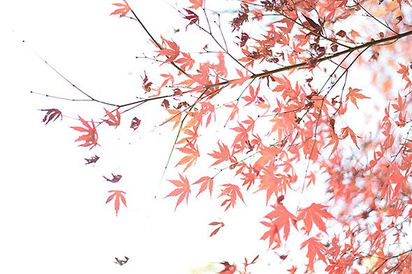 紅葉