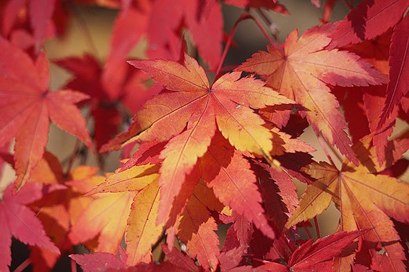 紅葉