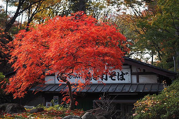 懐古園の紅葉