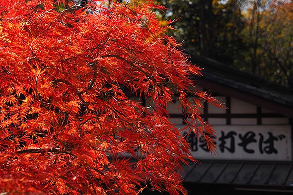 懐古園の紅葉