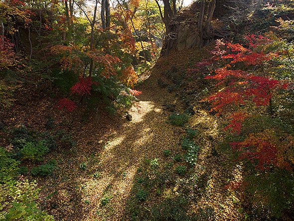 懐古園の紅葉
