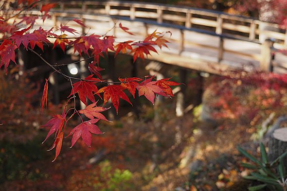 懐古園の紅葉