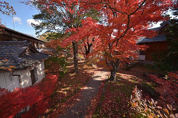 懐古園の紅葉