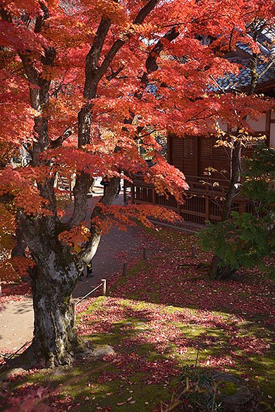 懐古園の紅葉