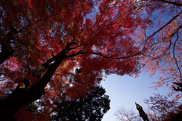 懐古園の紅葉
