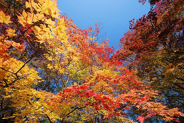 懐古園の紅葉