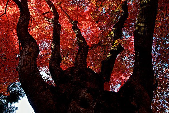 懐古園の紅葉
