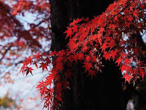 懐古園の紅葉