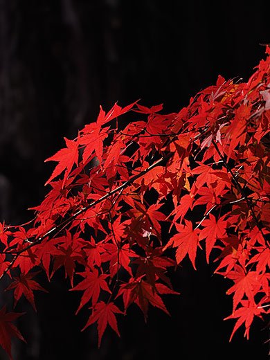 懐古園の紅葉