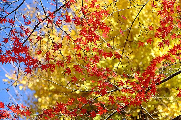 懐古園の紅葉