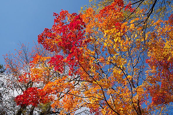 懐古園の紅葉