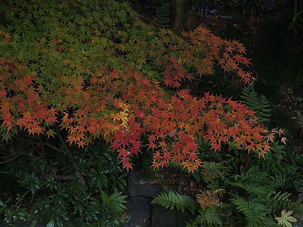 紅葉