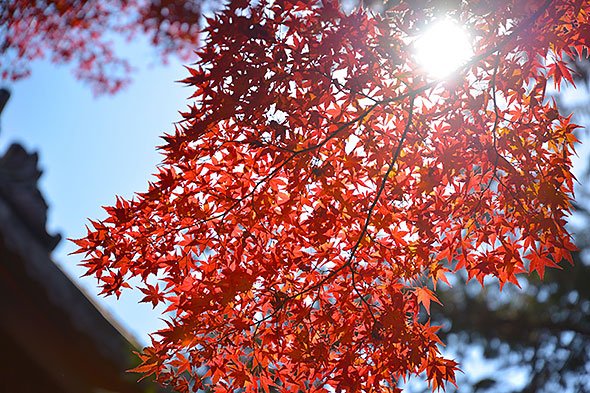 紅葉