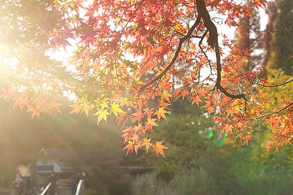 紅葉