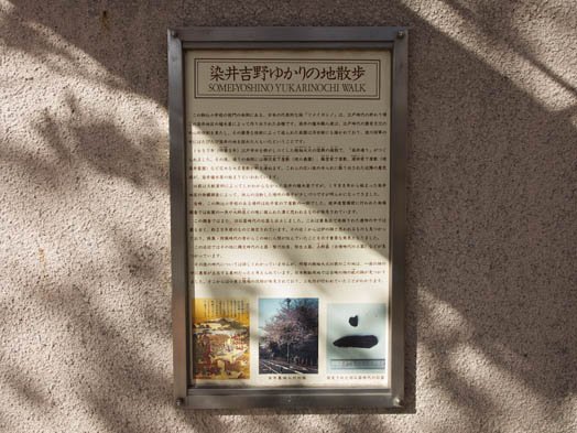 デジカメ撮影術 桜