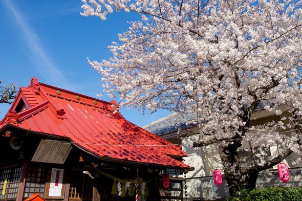 デジカメ撮影術 桜
