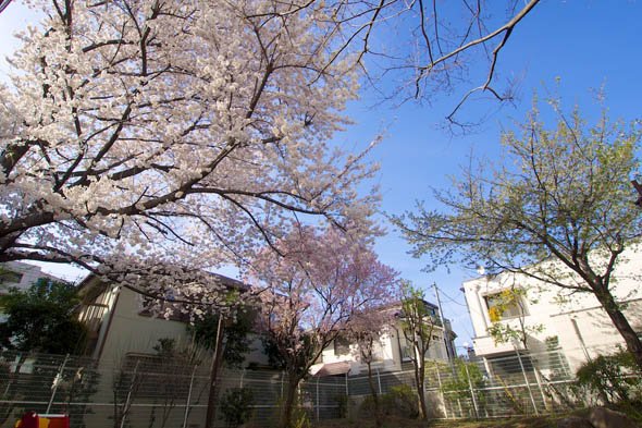 デジカメ撮影術 桜