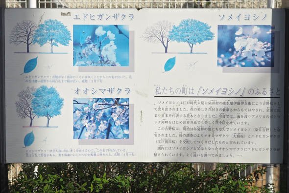 デジカメ撮影術 桜