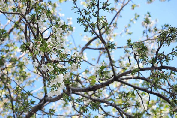 デジカメ撮影術 桜
