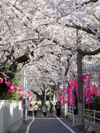 デジカメ撮影術 桜