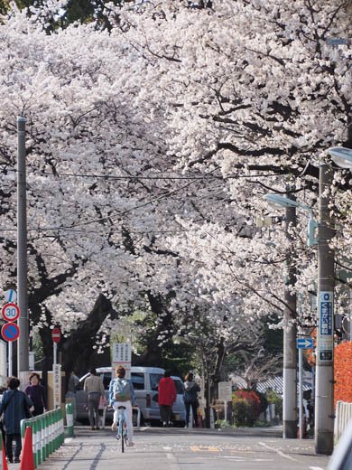 デジカメ撮影術 桜