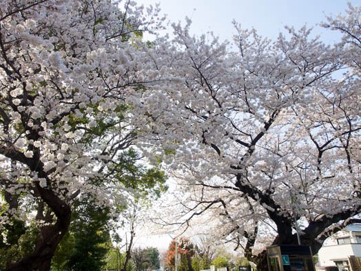デジカメ撮影術 桜