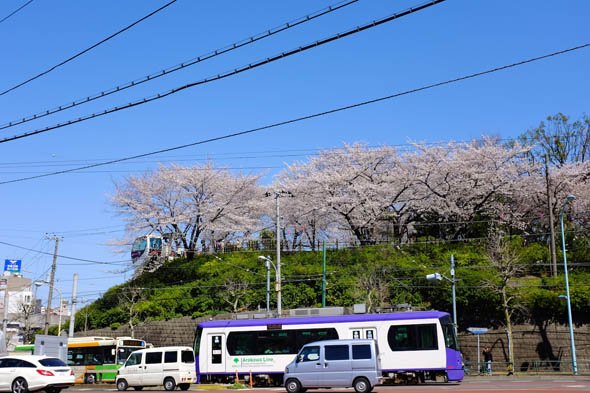 デジカメ撮影術 桜