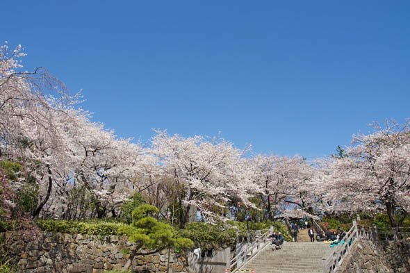 デジカメ撮影術 桜